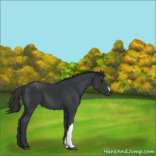 Horse Color:Black 