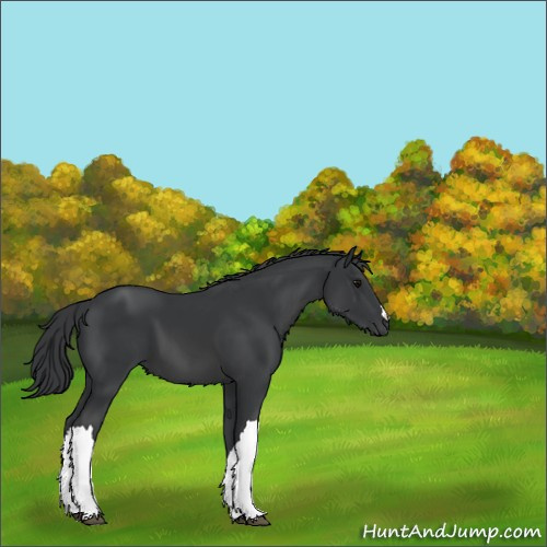 Horse Color:Black 
