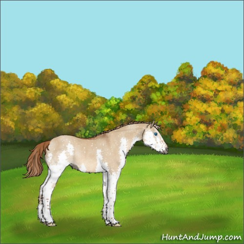 Horse Color:Gray Red Dun Splash Appaloosa Rabicano 