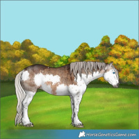 Horse Color:Gray Silver Brown Dun Splash Rabicano Brindle 