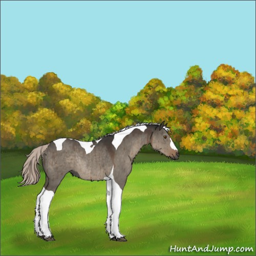 Horse Color:Gray Silver Grullo Tobiano Rabicano Brindle 