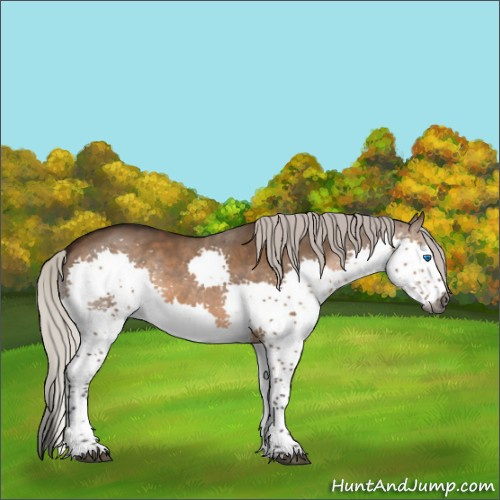 Horse Color:Gray Silver Brown Dun Splash Tobiano Rabicano 