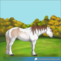 Horse Color:Gray Red Dun Splash Tobiano Varnish 
