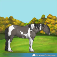 Horse Color:Grullo Tobiano 
