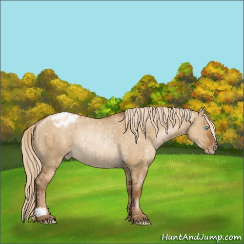 Horse Color:Gray Chocolate Palomino Pearl Dun Appaloosa Rabicano Brindle 