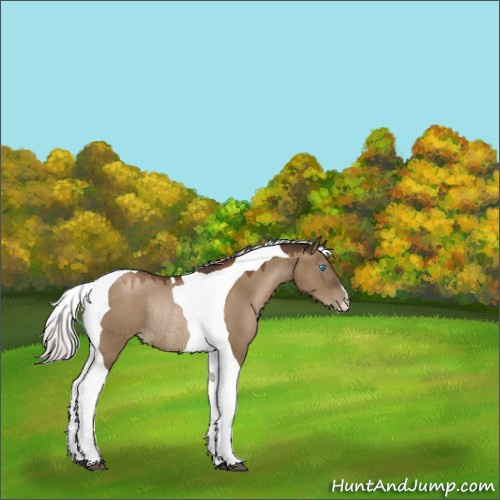 Horse Color:Gray Silver Grullo Pearl Tobiano Rabicano 