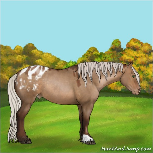 Horse Color:Gray Silver Brown Pearl Dun Appaloosa Rabicano 