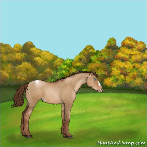 Horse Color:Gray Liver Red Dun Pearl Appaloosa 