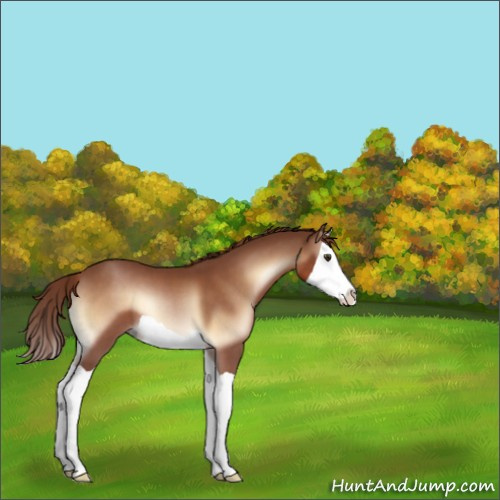 Horse Color:Red Onyx Splash 