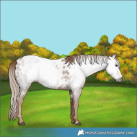 Horse Color:Gray Chestnut Appaloosa 