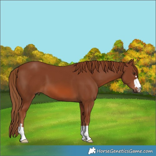 Horse Color:Chestnut 
