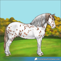 Horse Color:Chestnut Tobiano Near Leopard 
