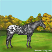 Horse Color:Black Appaloosa 