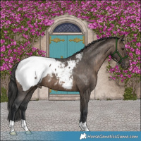Horse Color:Brown Dun Appaloosa Brindle 