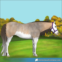 Horse Color:Buckskin Roan Splash Rabicano