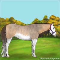 Horse Color:Buckskin Roan Splash Rabicano 