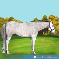 Horse Color:Brown Roan Splash Rabicano 