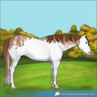 Horse Color:Chestnut Sabino Splash 