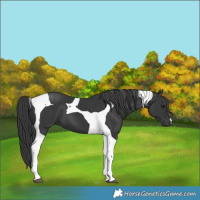 Horse Color:Black Tobiano 