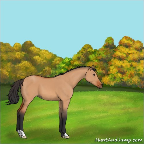 Horse Color:Bay Dun 