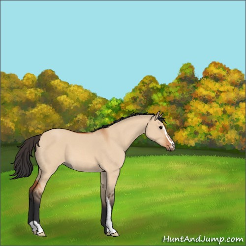 Horse Color:Bay Roan Dun Sabino 