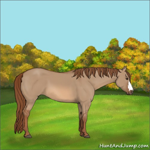 Horse Color:Red Dun 