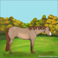 Horse Color:Red Dun