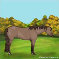 Horse Color:Liver Red Dun 