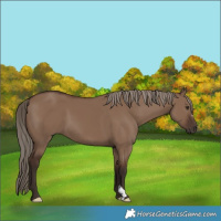 Horse Color:Liver Red Dun 