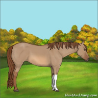Horse Color:Red Dun 