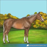 Horse Color:Chocolate Palomino 