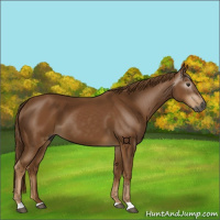 Horse Color:Gray Chestnut