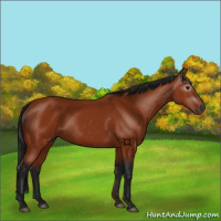 Horse Color:Gray Bay 
