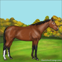Horse Color:Gray Bay 