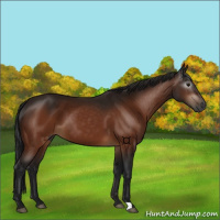 Horse Color:Gray Bay 