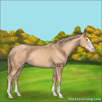 Horse Color:Gold Champagne Splash