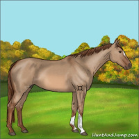 Horse Color:Red Dun