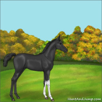 Horse Color:Black 