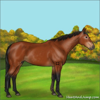 Horse Color:Gray Bay 