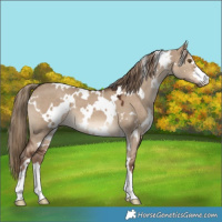 Horse Color:White Spotted Liver Red Dun