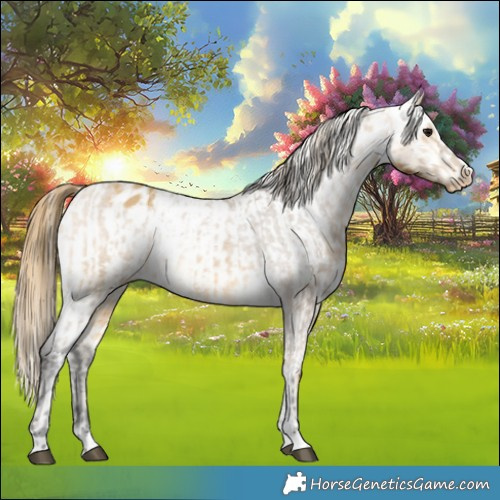 Horse Color:Buckskin Appaloosa and Amber Cream Champagne Appaloosa