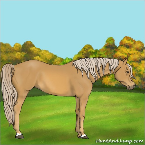 Horse Color:Palomino 