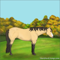 Horse Color:Buckskin 