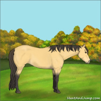 Horse Color:Buckskin 