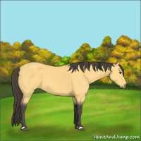 Horse Color:Buckskin 
