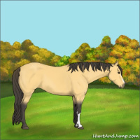 Horse Color:Buckskin 