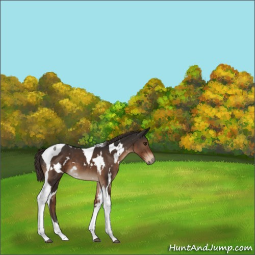 Horse Color:White Spotted Liver Chestnut Tobiano 