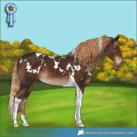 Horse Color:White Spotted Liver Chestnut Tobiano 