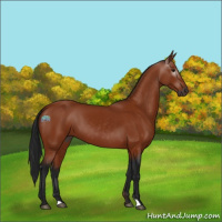Horse Color:Gray Bay 