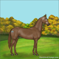 Horse Color:Gray Chestnut 